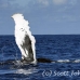whale_humpback_h_00651_dom2716.jpg